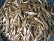 Tiêu dùng - Loại cá "nhà nghèo" xưa không ai ăn, nay "đổi đời" thành đặc sản nổi tiếng giá đắt đỏ, 200.000đồng/kg
