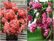 Nhà đẹp - 3 loại cây thích được để khát khô 1 tháng, rễ bật tung chậu, nở nhiều hơn gấp 2 lần