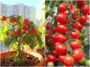 Nhà đẹp - Loại cây này là "hoa hậu" trên ban công, trồng một chậu quả trĩu cành, chín đỏ chót