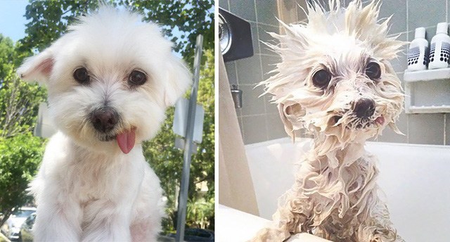 What will the pet look like after bathing?  Looking at these pictures you will have to laugh - 9