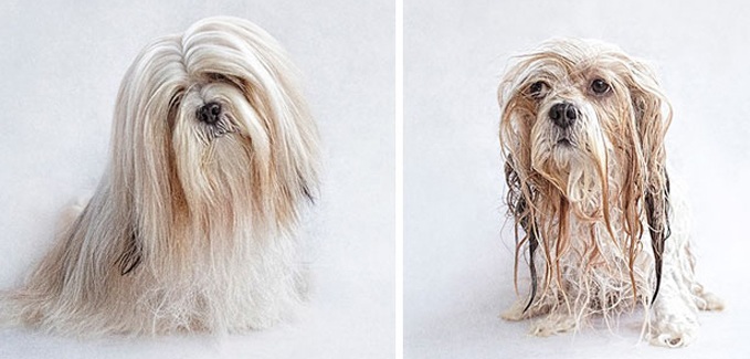 What will the pet look like after bathing?  Looking at these pictures you will have to laugh out loud - 3