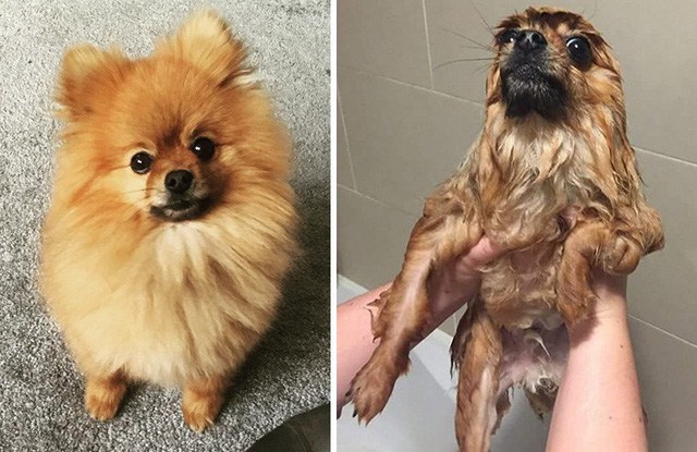 What will the pet look like after bathing?  Looking at these pictures you will have to laugh out loud - 6