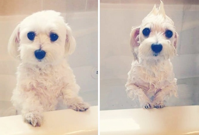 What will the pet look like after bathing?  Looking at these pictures you will have to laugh - 8