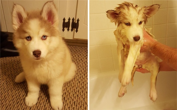What will the pet look like after bathing?  Looking at these pictures you will have to laugh - 12