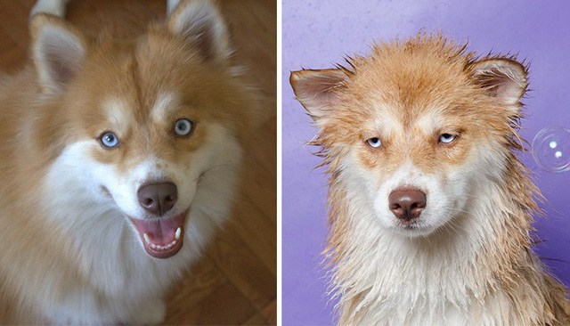 What will the pet look like after bathing?  Looking at these pictures you will have to laugh - 11