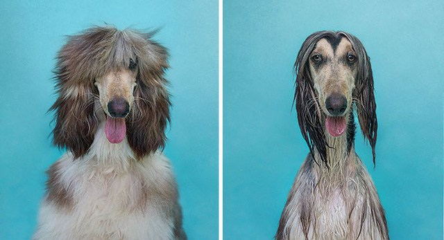 What will the pet look like after bathing?  Looking at these pictures you will have to laugh - 10