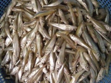 Loại cá nhà nghèo xưa không ai ăn, nay đổi đời thành đặc sản nổi tiếng giá đắt đỏ, 200.000đồng/kg