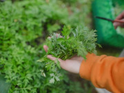 Nhà đẹp - Mùa mưa tới, trồng ngay 5 cây cảnh khiến muỗi hoa mắt chóng mặt, đuổi muỗi tức khắc