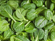 Sức khỏe - 10 loại rau cải phổ biến nhất và tác dụng của chúng đối với sức khỏe