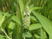 Xem ăn chơi - Loại rau xưa đầy không ai ăn, giờ thành đặc sản nổi tiếng được người giàu "săn lùng", 120.000 đồng/kg