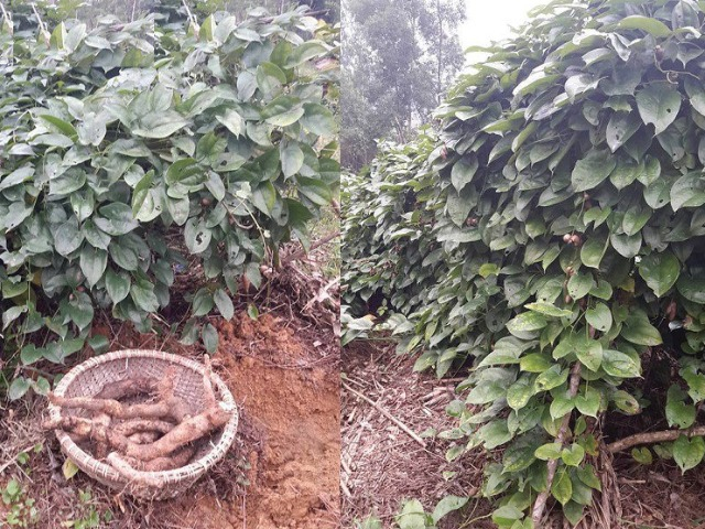 Loại cây mọc hoang, xưa nghèo đói đào củ về ăn, nay thành nguồn thu nhập trăm triệu mỗi năm