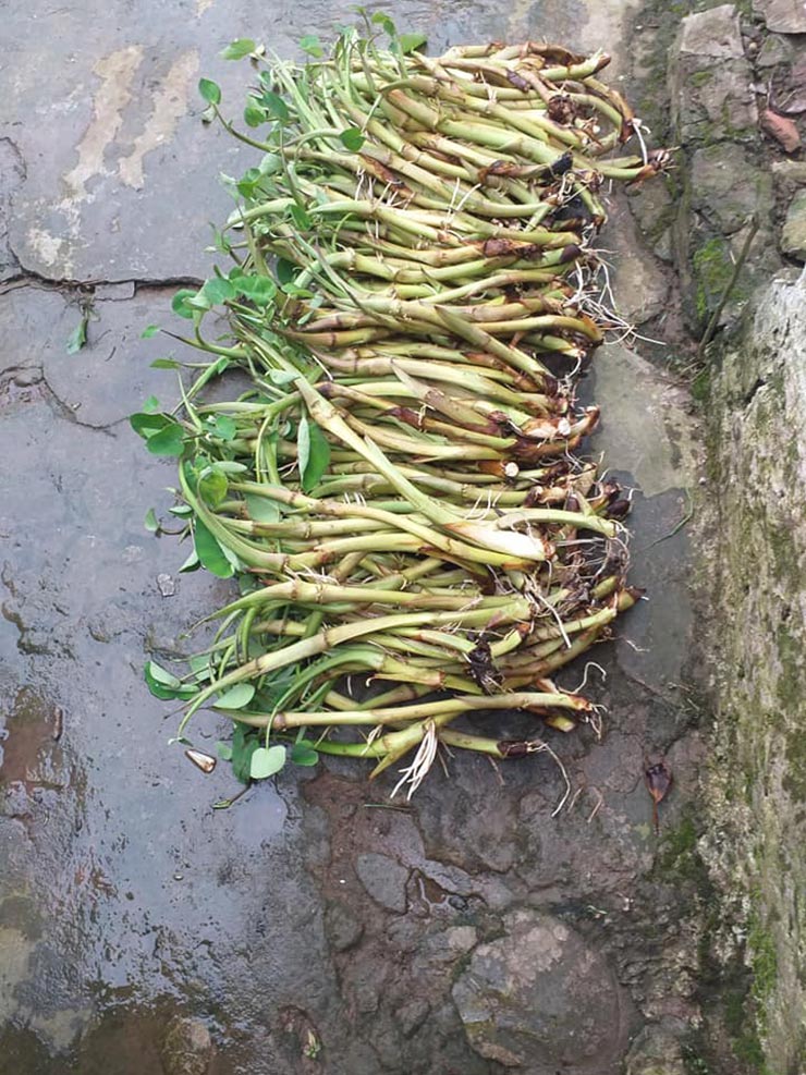 Trước đây, ngó khoai gắn với người nghèo. Họ ra đồng kiếm ngó khoai về ăn cứu đói, thay cơm. Thời đó ra ruộng khoái hái một lúc được cả rổ ngó về nấu ăn trừ bữa, chẳng ai mua bán gì.
