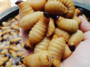 Tiêu dùng - 4 loại đặc sản nhìn ghê rợn, bò lổm ngà lổm ngổm giá tới tiền triệu mỗi kg