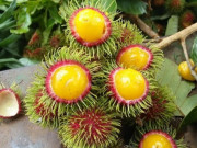 Xem ăn chơi - 4 loại quả xưa rụng đầy không ai nhặt, giờ thành đặc sản được ưa chuộng, rất đắt đỏ