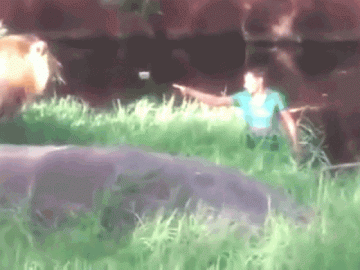  Clip: Say rượu, người đàn ông nhảy vào chuồng đòi bắt tay sư tử 