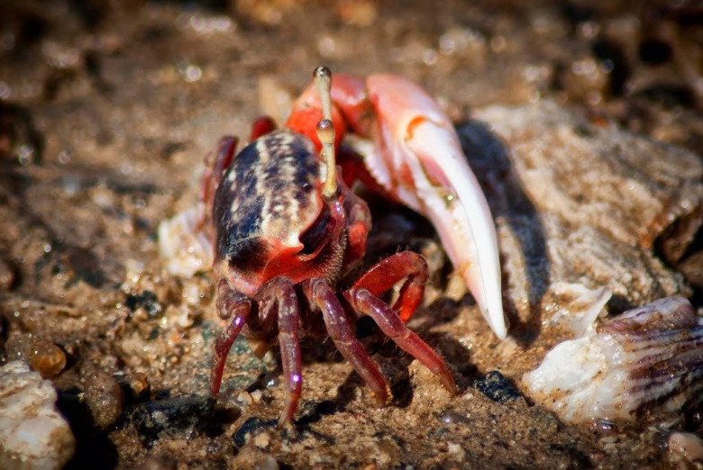 Còng là loài vật thuộc họ cua, thường sống ở các bãi biển, đầm lầy, các bãi bùn lầy thủy triều...