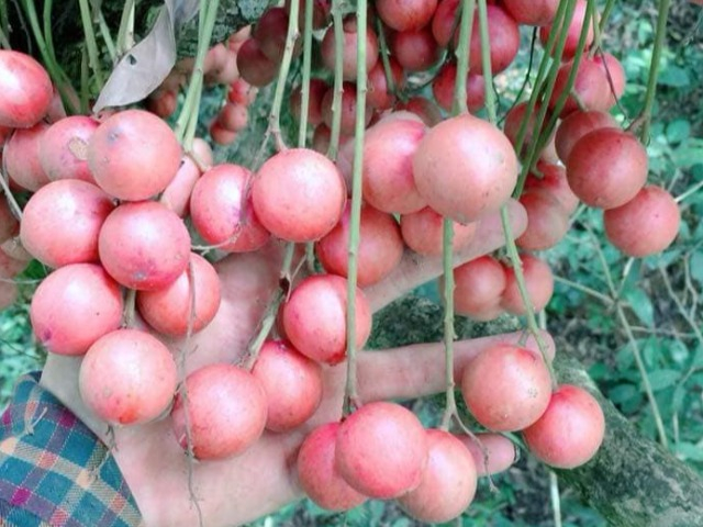 Loại quả xưa có đầy không ai hái, giờ thành đặc sản vô cùng đắt khách, chị em ưa chuộng