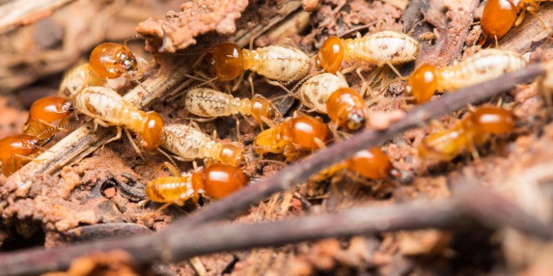 4 đặc sản nhìn khiếp vía, ai thưởng thức được sẽ thấy tuyệt vời, muốn ăn thêm nhiều lần nữa - 2