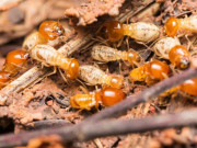 Xem ăn chơi - 4 đặc sản nhìn khiếp vía, ai thưởng thức được sẽ thấy tuyệt vời, muốn ăn thêm nhiều lần nữa