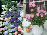 Nhà đẹp - Loại cây này có hoa như chiếc chuông nhỏ, nở thơm nức nhà không cần nước hoa