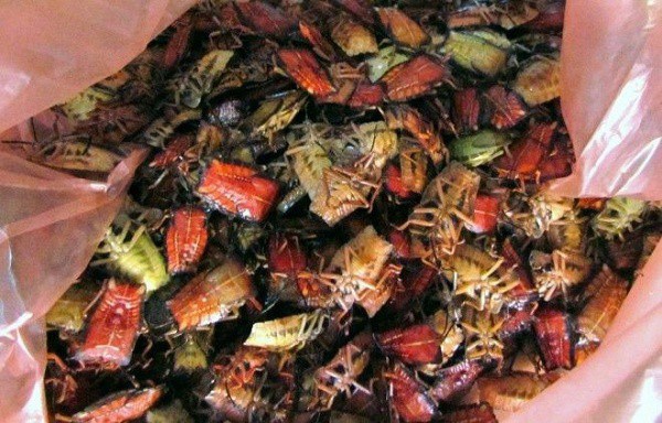 Hằng năm, cứ vào đầu tháng 4, thương lái sẽ đổ xô về vùng Sông Mã (Sơn La) để mua bọ xít non về bán cho các quán nhậu và nhà hàng ở thành phố.