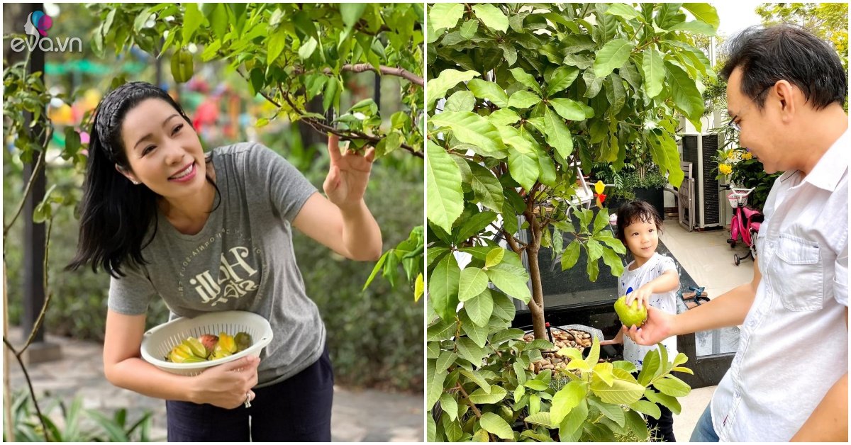 Meritorious Artist Trinh Kim Chi harvests fruits her husband planted in a 200m2 villa