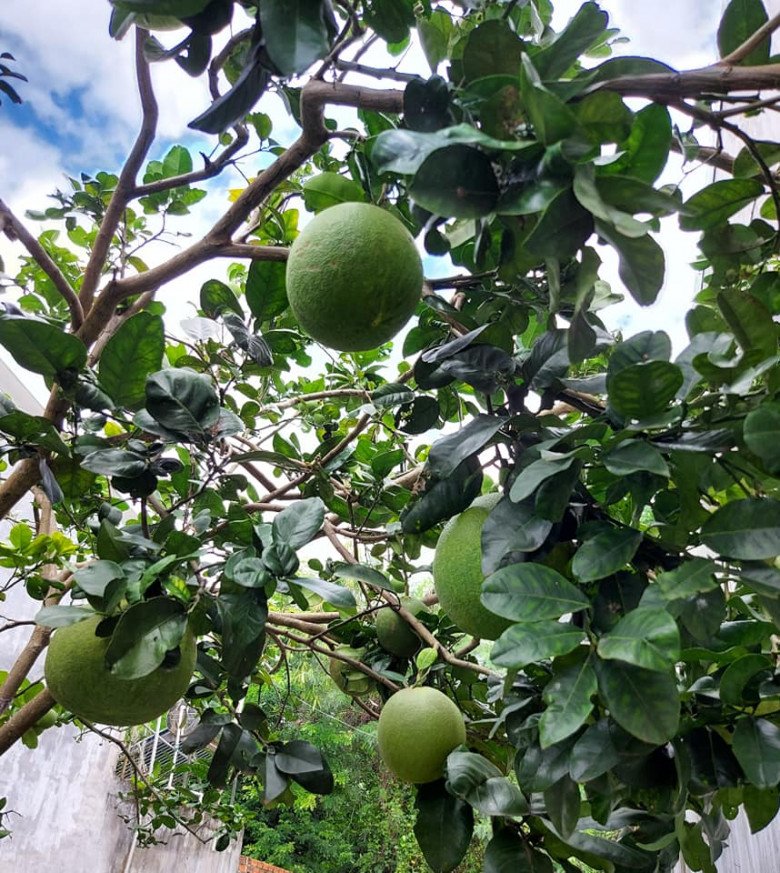 Mẹ đảm Đắk Lắk dùng cơm thừa, nước vo gạo tưới vườn: Rau lên lớp lớp, mơn mởn xanh tốt - 9