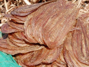 Tiêu dùng - Đặc sản độc nhất chỉ có ở An Giang, nhìn "rùng mình" nhưng 500.000đồng/kg, không mấy ai được thưởng thức
