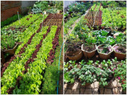 Nhà đẹp - Mẹ đảm Đắk Lắk dùng cơm thừa, nước vo gạo tưới vườn: Rau lên lớp lớp, mơn mởn xanh tốt