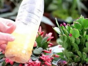 Nhà đẹp - Đất cằn đừng giữ trồng hoa, thêm vào thứ này xốp như bông, cung cấp dinh dưỡng gấp 10 lần