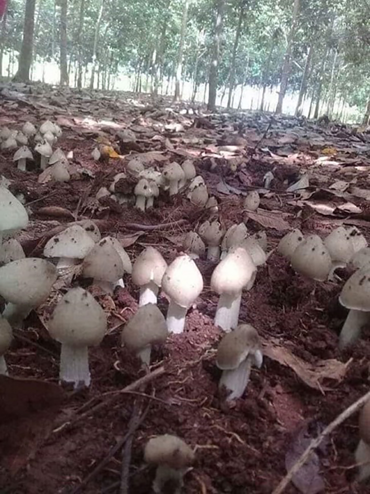 Các loại nấm hầu hết đã có thể tự trồng được tại nhà, nhưng riêng loại nấm này chưa thể trồng được