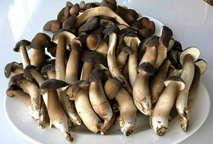 Vì hiện nay chúng chỉ mọc trong tự nhiên, nên người dân một số nơi vẫn coi đây là lộc trời