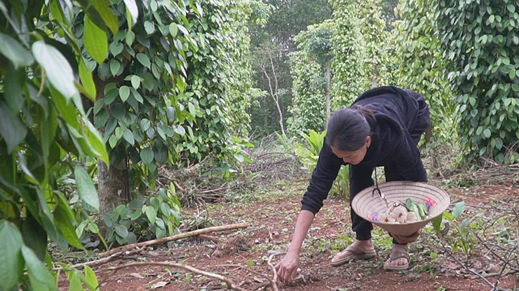 Thương lái tìm mua tận nhà với giá từ 500-800.000 đồng/kg.