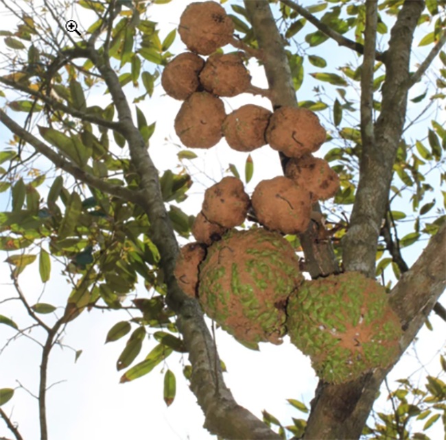 The strange durian fruit has never been seen, no thorns, the intestines inside make fans surprised - 3