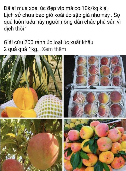 Australian mango dropped as cheap as giving, only 5,000 VND/kg - 3