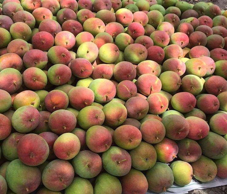 Australian mangoes are as cheap as giving, only 5,000 VND/kg - 5