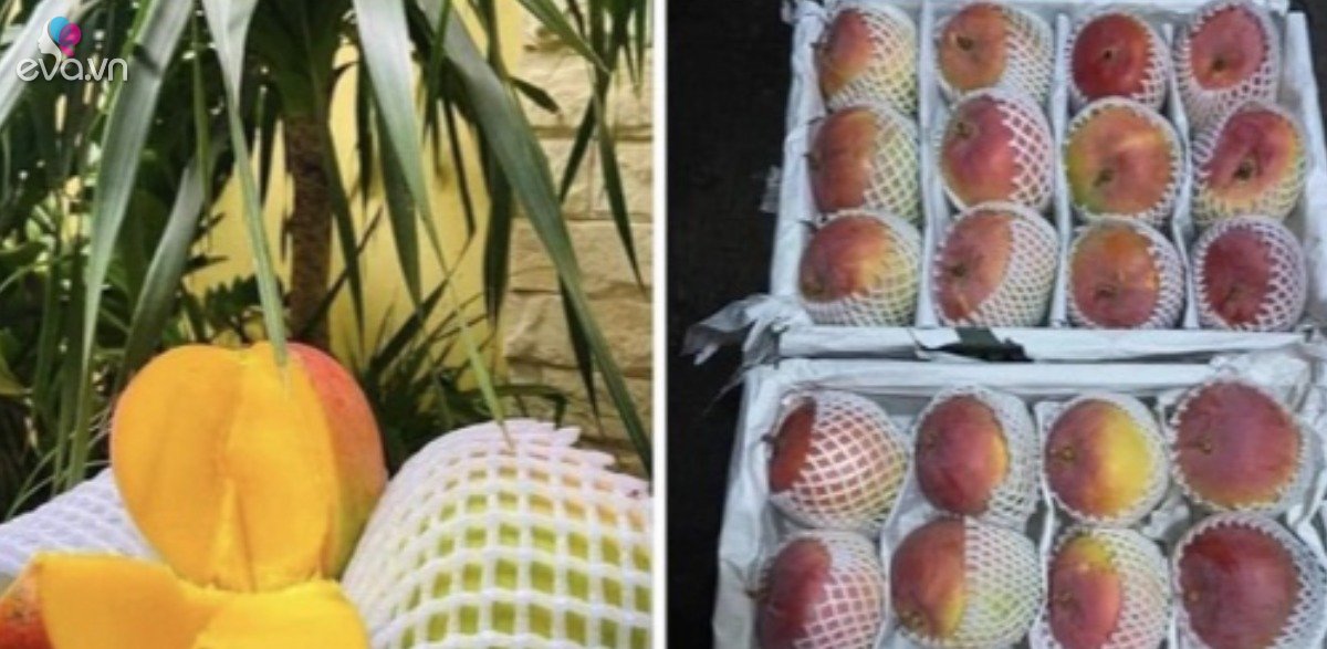 Australian mangoes are as cheap as giving, only 5,000 VND/kg