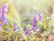 Eva tám - Làm tốt 3 việc này hậu vận nở hoa, càng già lộc càng phát