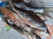 Tiêu dùng - Loài cá "nhà nghèo" xưa giá rẻ bèo nay "đổi đời" thành đặc sản 500.000đồng/kg, nhà giàu thích mê