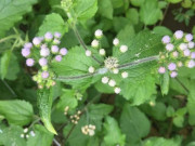 Sức khỏe - Hoa cứt lợn là hoa gì? Công dụng và cách sử dụng để trị bệnh