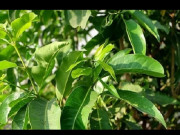 Sức khỏe - Tác dụng của lá vối đối với sức khỏe và lưu ý khi sử dụng