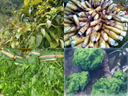 Xem ăn chơi - 5 đặc sản nổi tiếng Tây Bắc, xưa là thứ bỏ đi, giờ được du khách săn lùng ráo riết