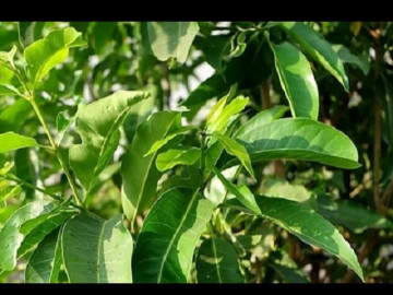 Tác dụng của lá vối đối với sức khỏe và lưu ý khi sử dụng