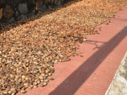 Tiêu dùng - Thứ mọc dại ở Việt Nam trước rụng đầy, nay nhặt bán 600.000 đồng/kg