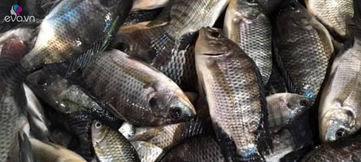 The kind of fish that used to be poor, went to the fields to catch and eat, cheap price, now it’s changed its life to a specialty of 250,000 VND/kg