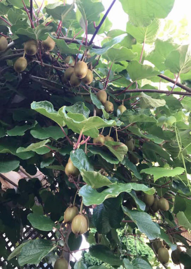 The billion-dollar garden of Miss Vietnam in the West: Planting to help remember her hometown, the fruit can't be eaten - 11