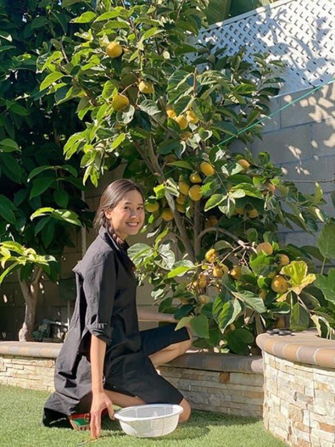 The billion-dollar garden of Miss Vietnam in the West: Planting to help you miss your hometown, the fruit can't be eaten - 7