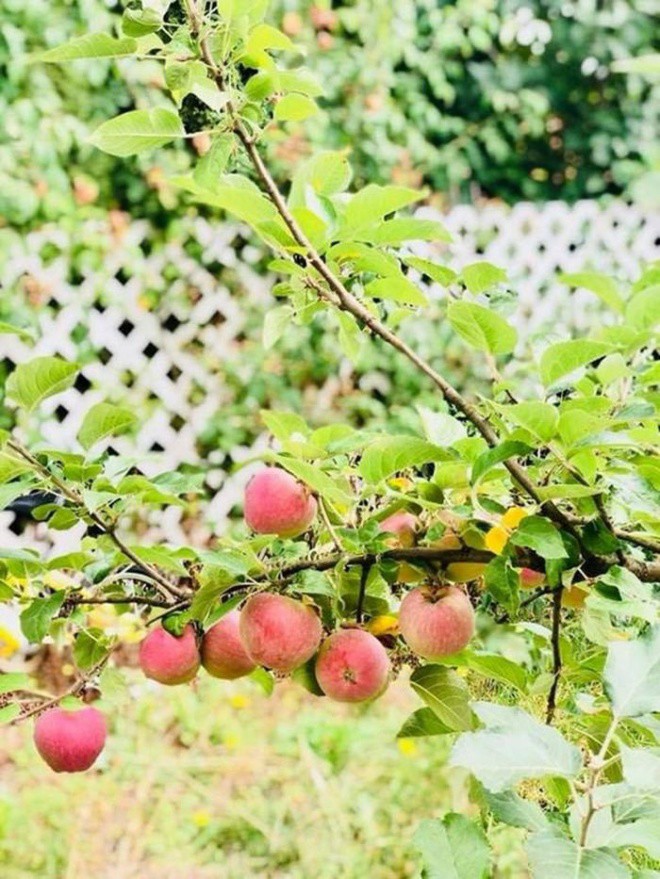 The billion-dollar garden of Miss Vietnam in the West: Planting to help you miss your hometown, the fruit can't be eaten - 12