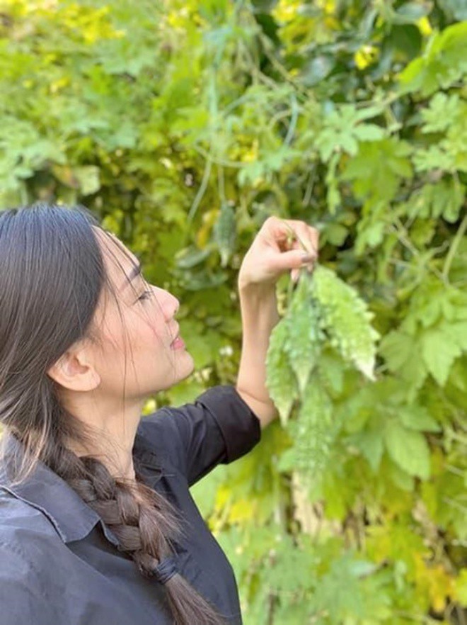 The billion-dollar garden of Miss Vietnam in the West: Planting to help remember the homeland, the fruit can't be eaten - 8