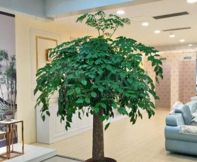 This plant has a happy name, it helps to increase luck for people in the house - 3